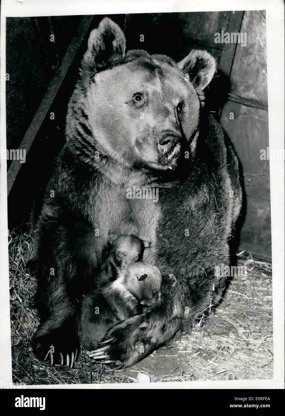 5. Mai 1959 - Nimmy und Her Cubs Nimmy, ein neun-Jahres-Bär, der ein zwischen einem braunen und einem syrischen Bären Kreuz, abgebildet im Whipsnade Zoo mit zwei ihrer drei jungen, die am 29. Dezember geboren wurden. Dies war die erste Gelegenheit, die sie fotografiert haben. Stockfoto