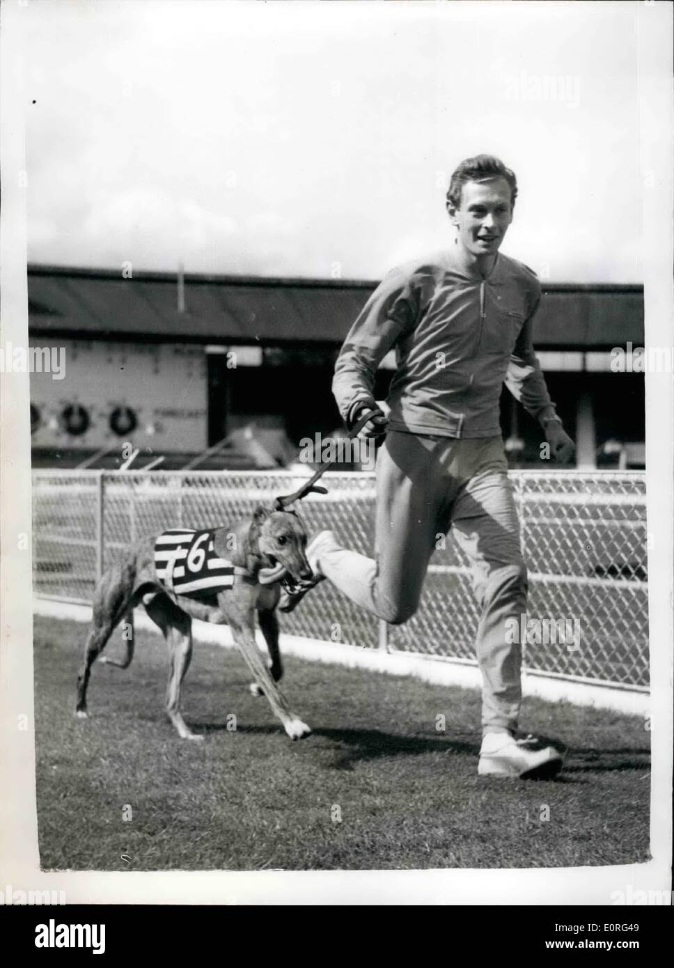 8. August 1959 - haben Brian Hewson Uhren sein Greyhound den ersten Versuch; Brian Hewson, einer der britischen Top-Athleten, ging in die weiße Stadt, wo er gegen Polen an diesem Wochenende läuft zu beobachten, seine vor kurzem gekauft Greyhound '' Clonavly Romantik '' haben es ist die erste Studie, die es in 30,31 Sekunden gewann. Foto zeigt BrianHewson mit seinem Greyhound '' Clonavly Romantik '' gesehen heute rund um die Strecke in White City im Trab. Stockfoto