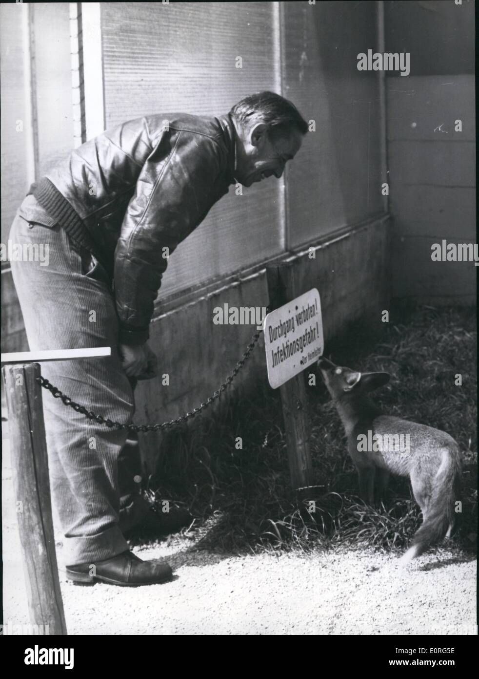 8. August 1959 - zu Gast in München-Ignaz-Perner-Tier - zu Hause: junger Fuchs das ist. Eines nachts ging er in die Hütte auf einer Zuteilung und sich dort bequem gemacht. Der Besitzer des Hauses genannt im Tier-Heim, der junge Fuchs nahm. Er freundete sich bereits mit den anderen Tieren in der Heimat, und er auch in gutem Einvernehmen mit den Haltern, die ihn über frei laufen zu lassen. Aber hier, wie unser Bild zeigt, er kann nicht durchkommen: '' keinen Zutritt über diesen Punkt hinaus. Infektionsgefahr!'' dieses Zeichen liest. Stockfoto