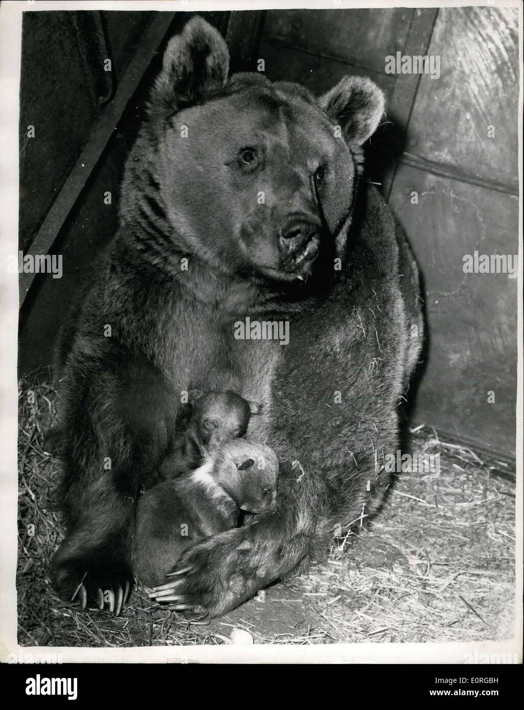 2. Juli 1959 - Nimmy und ihre Jungen. Foto zeigt: Nimmy, neun im Jahr tragen, wer ist eine Kreuzung zwischen einem braunen und einem syrischen Bären, abgebildet im Whipsnade Zoo mit zwei ihrer drei jungen, die am 29. Dezember geboren wurden. Dies war die erste Gelegenheit, die sie fotografiert haben. Stockfoto