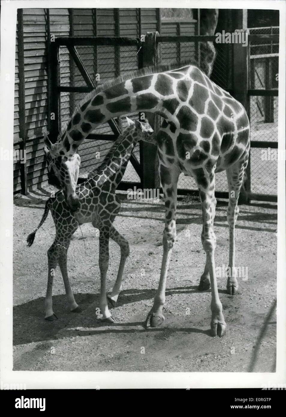19. August 1959 - neun Tage alten Baby-Giraffe in Whipsnade. im Wert von 500. die Baby-Giraffe geboren, Maggie und Twigaat Whipsnade Zoo - vor neun Tagen wurde gesehen, dass das Baby bei 500 geschätzt wird. das Foto zeigt das Baby hält in der Nähe seiner Mutter Maggie - im Whipsnads Zoo heute. Stockfoto
