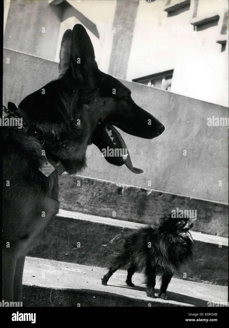 31. August 1959 - was tut man hier?: elsässischen Axel von Hutroth (AXEL VON HUTROTH) ist ziemlich erstaunt, dass es solche kleinen Hunde als dieser kleine Pommerschen Hund Gaby von der Bomkamp (GABY Von Der Bomkamp) diese zwei, und andere kleine und große Hunde auf der internationalen Hundeausstellung in Hamburg am 30. Aug gesehen werden könnte. Stockfoto