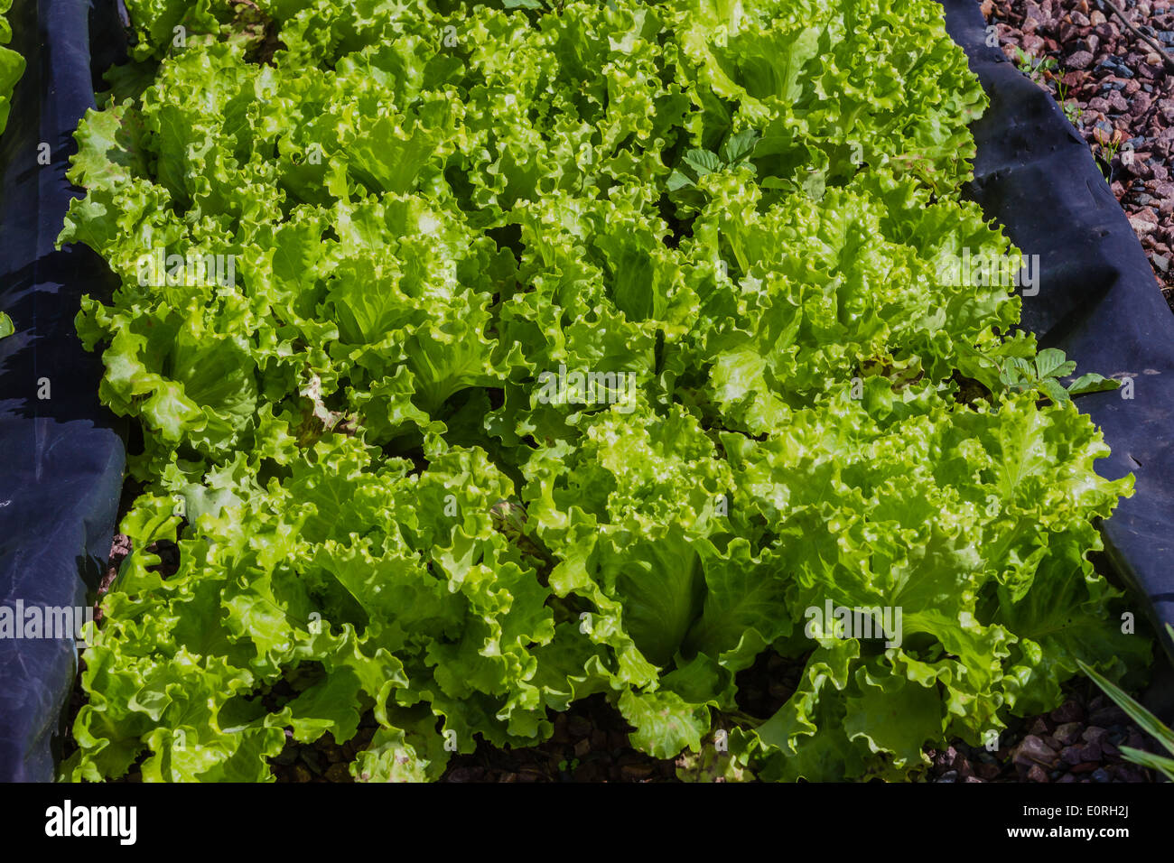 Landwirtschaft Hydrokultur Biolandbau Sämlinge Gemüse und Kräuter für Lebensmittelmärkte Stockfoto