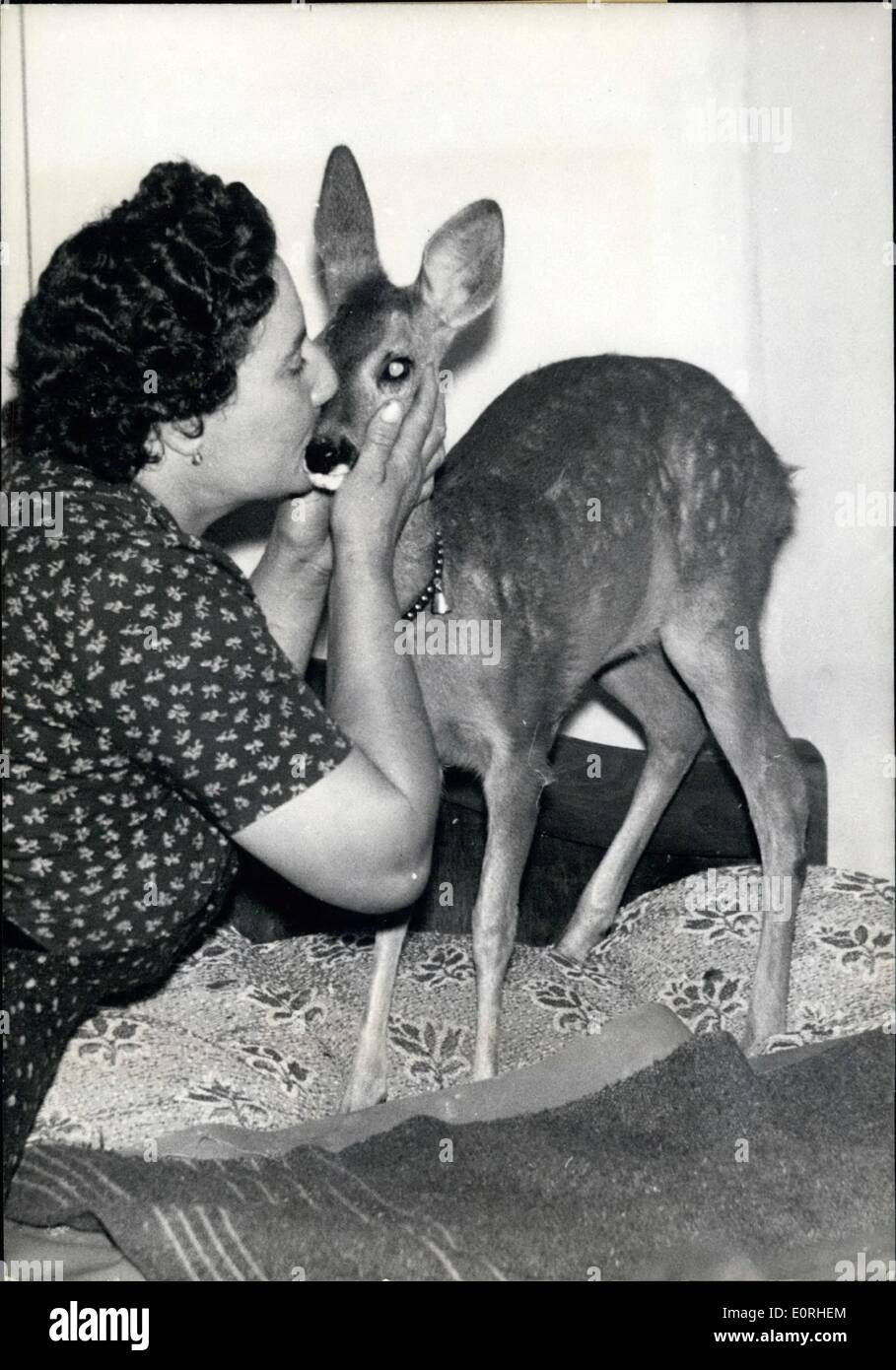 8. August 1959 - der Hund hat ein Zuhause gefunden: Vor einiger Zeit wurde ein Landwirt, der Gizay, kleinem Dorf in Zentralfrankreich, geweckt durch das Bellen seiner Hunde in den nahe gelegenen Wäldern. Als er dort fand er einen verletzten Hund. Die Tiere war zu der Bauer nach Hause genommen und von der Bäuerin gesäugt. Der Hund ist jetzt Teil der Familie und ein großes Haustier alle Dorfbewohner geworden. Das Foto zeigt den Hund durch die Bäuerin überredet werden. Stockfoto