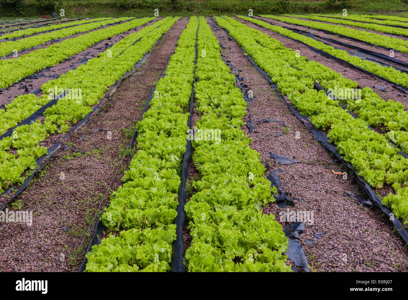 Landwirtschaft Hydrokultur Biolandbau Sämlinge Gemüse und Kräuter für Lebensmittelmärkte Stockfoto