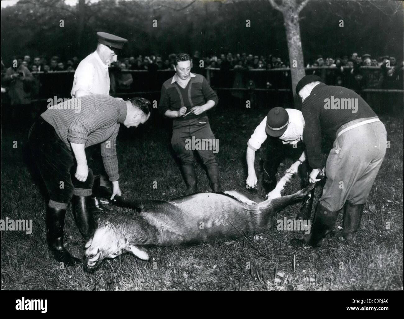 11. November 1959 - Rothschilds Tochter Lds Stag Hunt im Compiegne Forest... Madame Halphen, Tochter des Baron James de Rothschild, führte die von ihrem Vater im compiegne Forest, fünfzig Meilen für Paris, gehaltene Stag Hunt an. Foto zeigt: Der Hirsch ist für die Einweide vorbereitet. Stockfoto