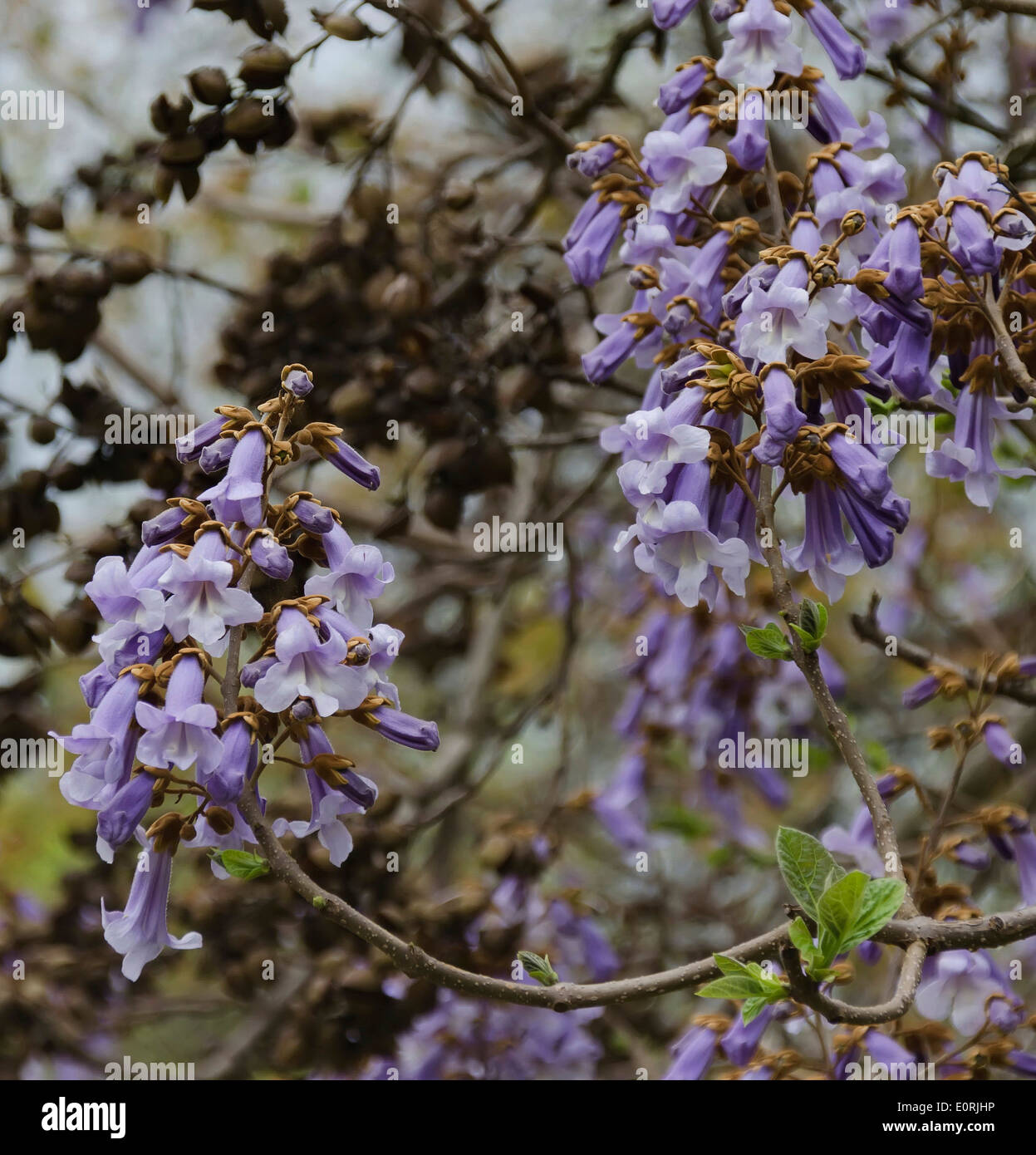 Bunte Ansicht der Blüte Zweig Jacaranda-Baum im Park, Sofia, Bulgarien Stockfoto