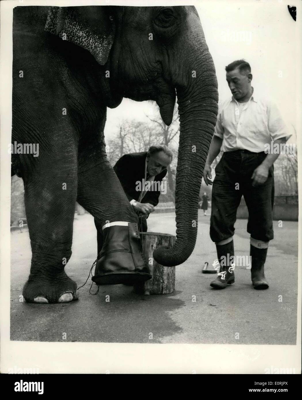 30. November 1959 - verwendet Schuster '' Rusty'' als Modell... Stiefel für Elefanten... '' Wie ist, dass für Größe ''...: Doncaster Schuhmacher Wilfred Hunter erhielt vor kurzem einen ungewöhnlichen Auftrag - es war ein Satz von vier Boot für einen Elefanten. Der Auftrag kam von einem indischen Potentaten - und die Stiefel sind von einem Elefanten am feierlichen Anlass getragen werden, heute Mr.Hunter besuchten den Londoner Zoo um die erste der Stiefel auf '' Rusty'', die er gebraucht als ein Stand für den Elefanten im India.Photo zeigt Wilfred Hunter auf dem ersten Neustart auf '' Rusty'' - im London Zoo heute Morgen versucht zu passen. Stockfoto