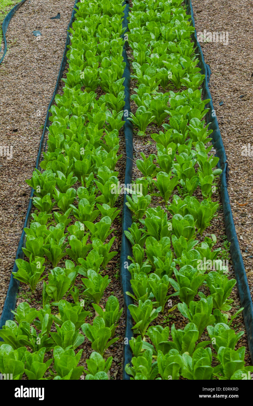Landwirtschaft Hydrokultur Biolandbau Sämlinge Gemüse und Kräuter für Lebensmittelmärkte Stockfoto