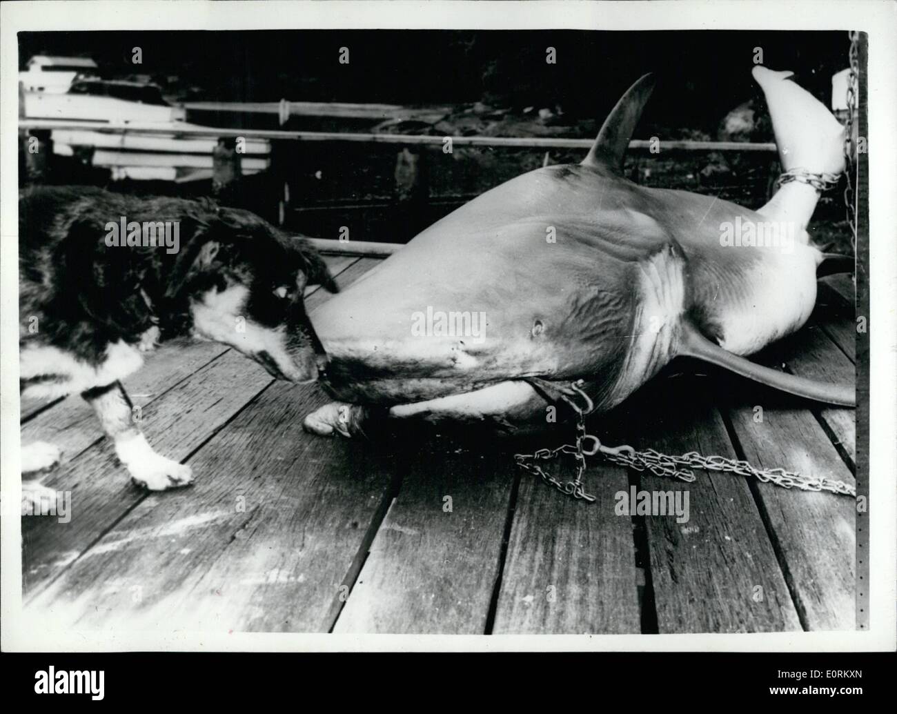 1. Januar 1960 - Angst ich bin nicht wirklich... oder bin ich? Der Hund und der Killer Shark... 10 ft Hai wurde im Middle Harbour, Sydney, Australien vor kurzem - in der Nähe der Stelle gefangen in dem dreizehn Jahre alte Kenneth Murray ein paar Tage vorher angegriffen worden... Der junge rechtes Bein musste amputiert werden, nachdem der Angriff - und sein Zustand ist kritisch. Fischer, die den Hai gefangen sind überzeugt, dass es die Kreatur ist, die den Angriff gemacht... Es ist aufgeschnitten wird in einer Bemühung zu beweisen, dass es der Angreifer ist. Stockfoto