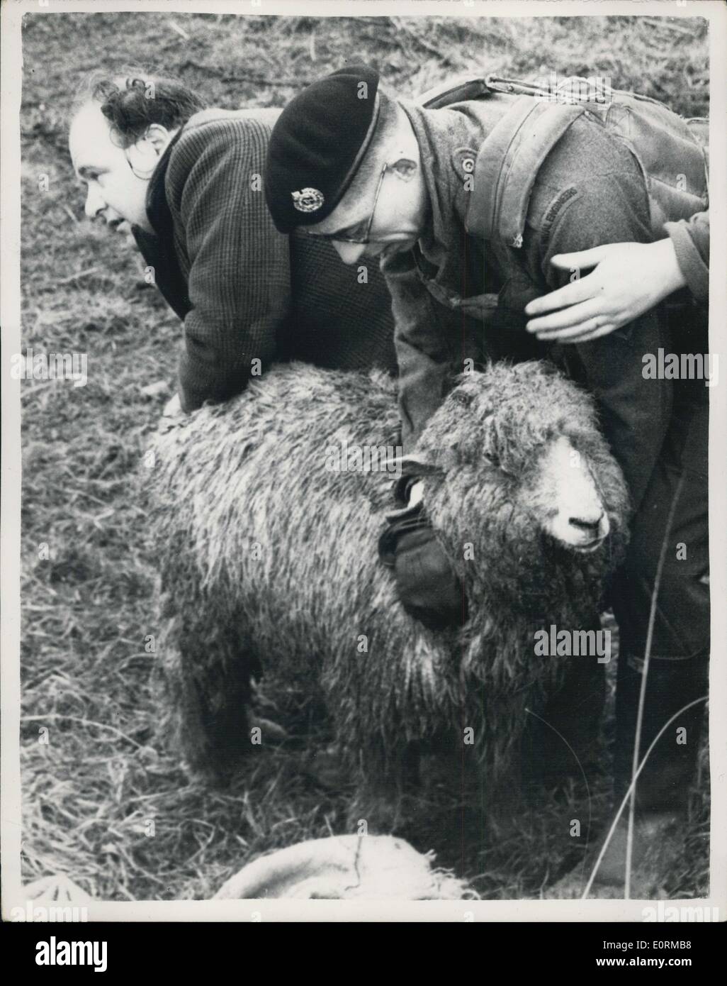 1. Januar 1960 - '' Betrieb Vieh '' auf der Isle Of Sheppey. Truppen Attended Wounded Tiere: Armeeangehörige und lokale Bewohner waren eifrig bei der Arbeit auf der Isle of Sheppey heute - auf '' Betrieb Vieh - die Rettung von Schafen - Ochsen etc. gefangen von den Überschwemmungen. Es wird geschätzt, dass mehr als 5.000 Schafe bereits tot sind. Foto zeigt: Teilnahme an ein Schaf, das gerettet wurde heute während der "Operation Livestook" auf der Isle of Sheppey verletzt - Truppen. Stockfoto