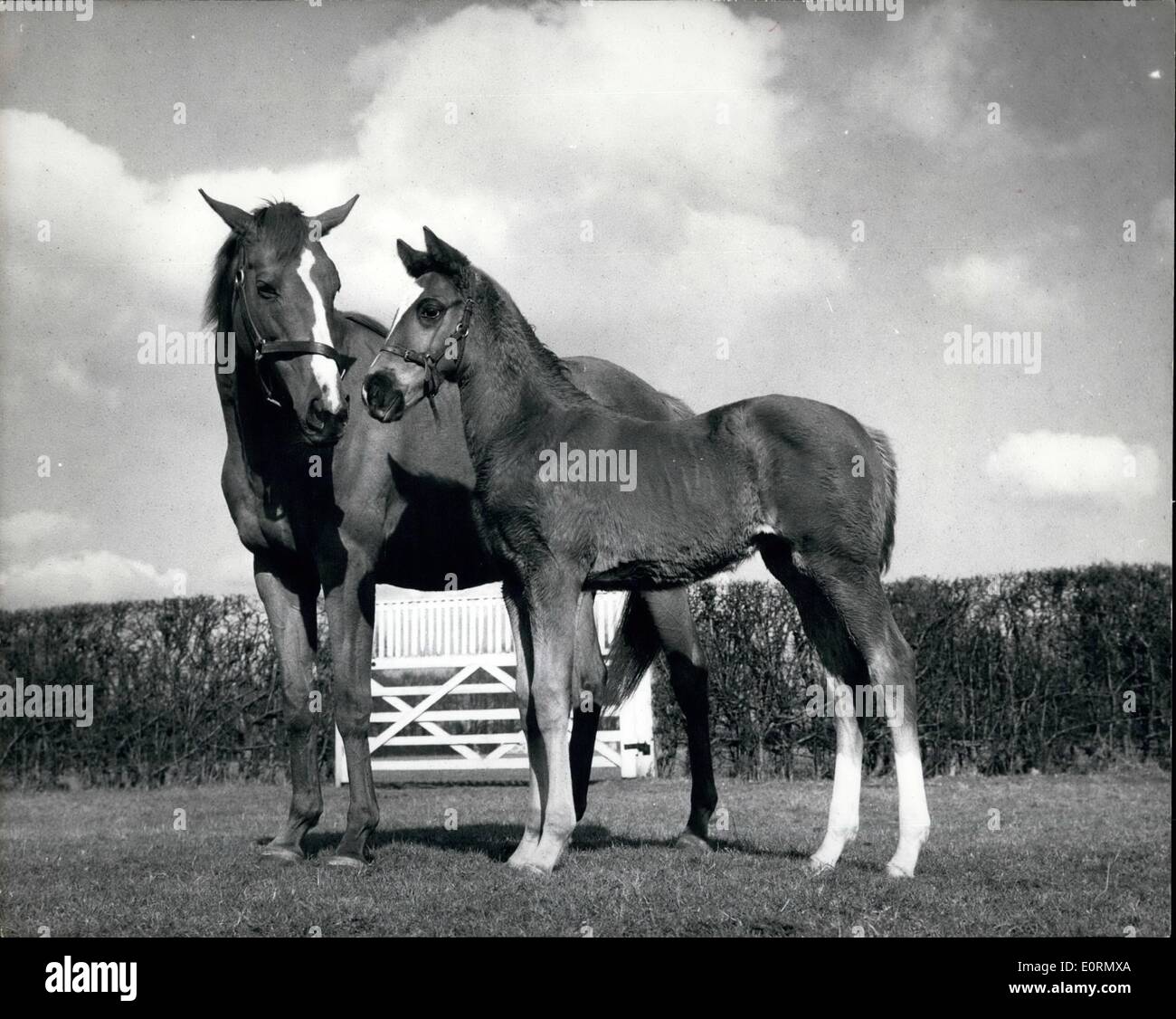 3. März 1960 - ist er der erste Sohn eines berühmten Vaters. Könnte ein Derby-Sieger 1963: Lord Derby Woodland Stud zu sehen Stockfoto