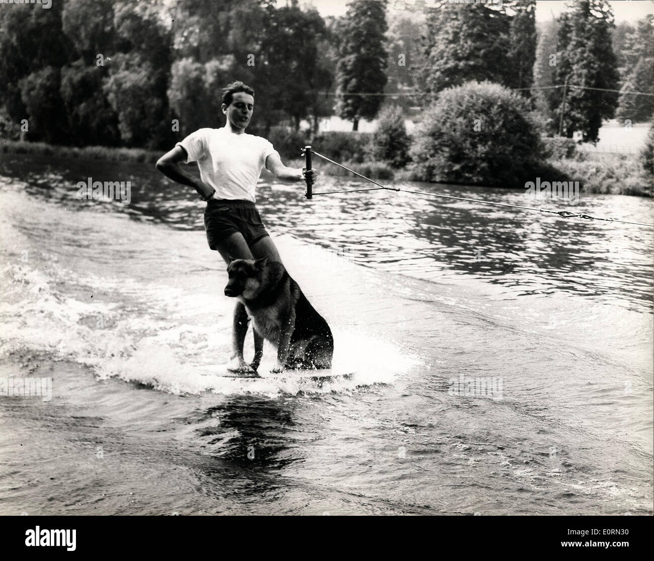 1. Januar 1960 - Cranleigh, Surrey, Vereinigtes Königreich - es ist nicht jeder Hund, der Leidenschaft für Wasser - geschweige denn Wasserski ist aber WOL, ein Elsässer im Besitz von MICHAEL COLSTON, 35, Sohn des industriellen Sir Charles Colston, nur "Wassersport gräbt". Im Alter von drei Jahren ist er bereits ein erfahrener Wasserskiläufer. Unsere Bilder, die im Haus von Michael Colston aufgenommen wurden, wo er gerne, verbringen seine Freizeit Zeit Wasserski auf seiner privaten See. Datum ist ein Näherungswert. Stockfoto