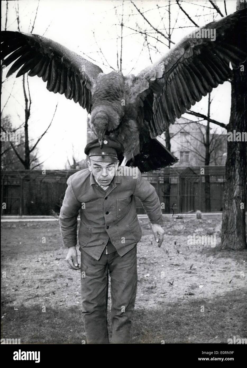 3. März 1960 - fliegt ein junger Kondor über frei in den Frankfurter Zoo. '' Friedrich'', ist wie die Condor genannt wird, 10 Monate alt. Besucher sind in der Regel eher überrascht, wenn die zahme Condor durch die Luft über ihnen mit seinem 8,80 m breiten Flügeln fliegt. Stockfoto
