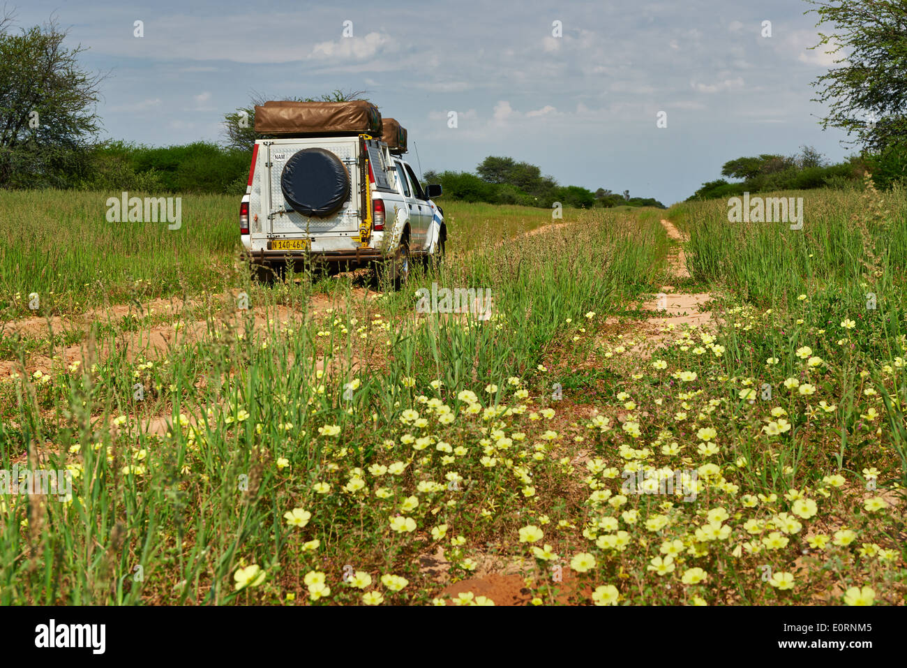 Off-Road auf dem Weg zum Mabuasehube, 4 x 4 in Landschaft der Kgalagadi Transfrontier Park, Mabuasehube Abschnitt, Kalahari, Botswana Stockfoto