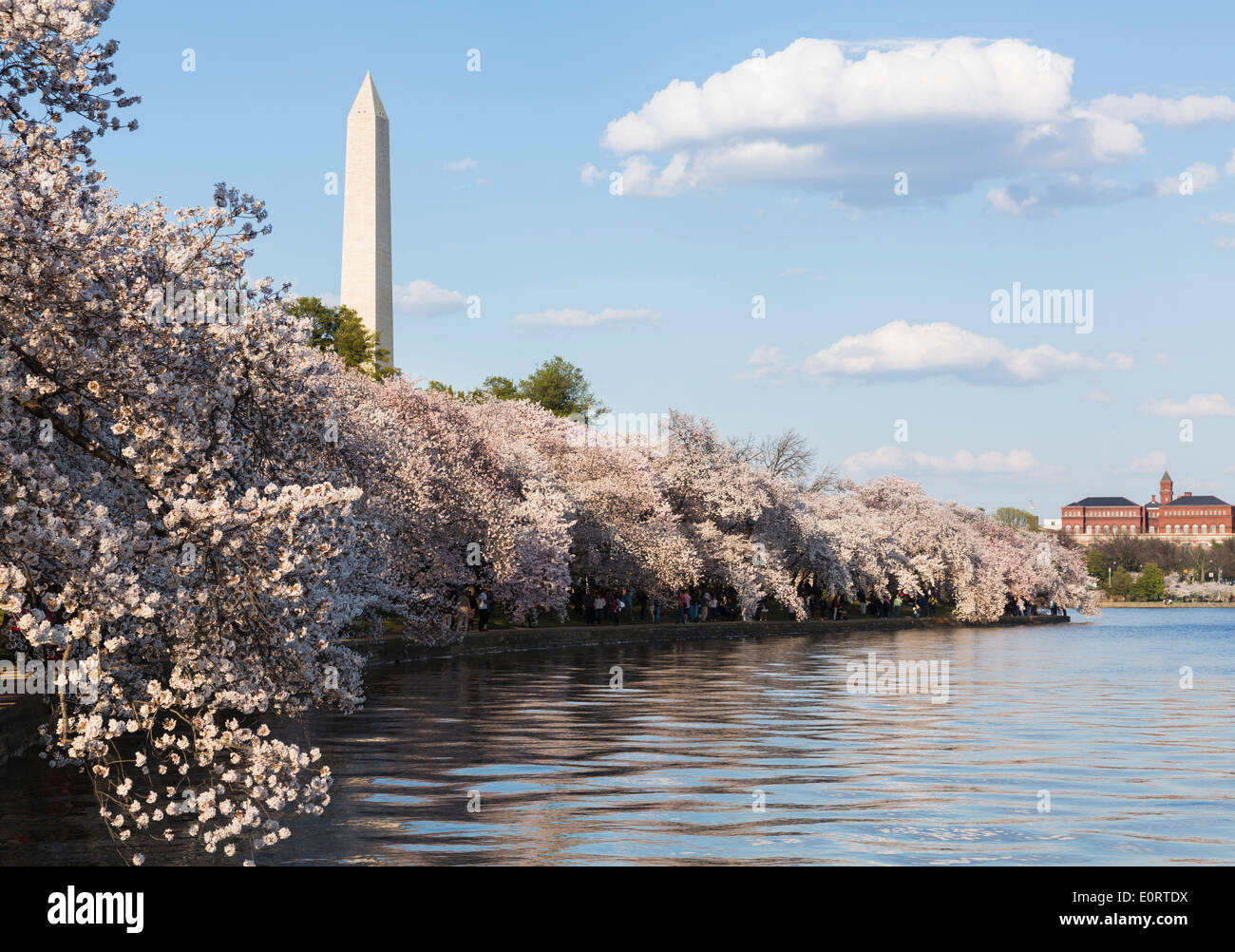 Kirschblüte, Tidal Basin und das Washington Monument in Washington DC, USA Stockfoto