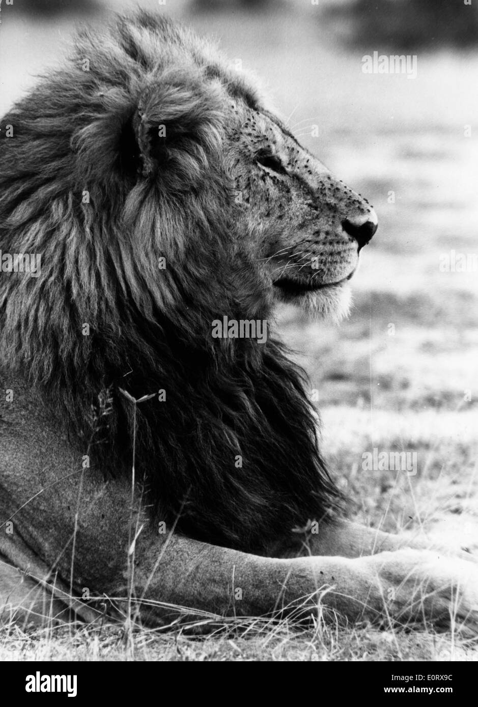 Ein wilder Löwe Festlegung in einer Savanne in Kenia Stockfoto