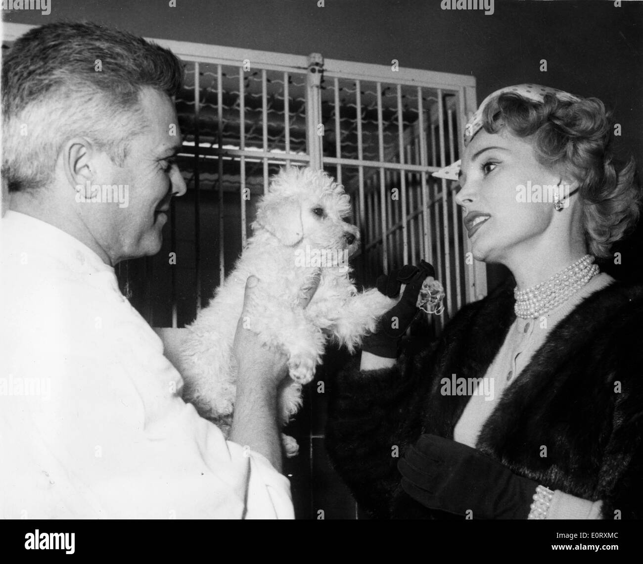 Schauspielerin Zsa Zsa Gabor nimmt ein Welpe im Tierheim Stockfoto