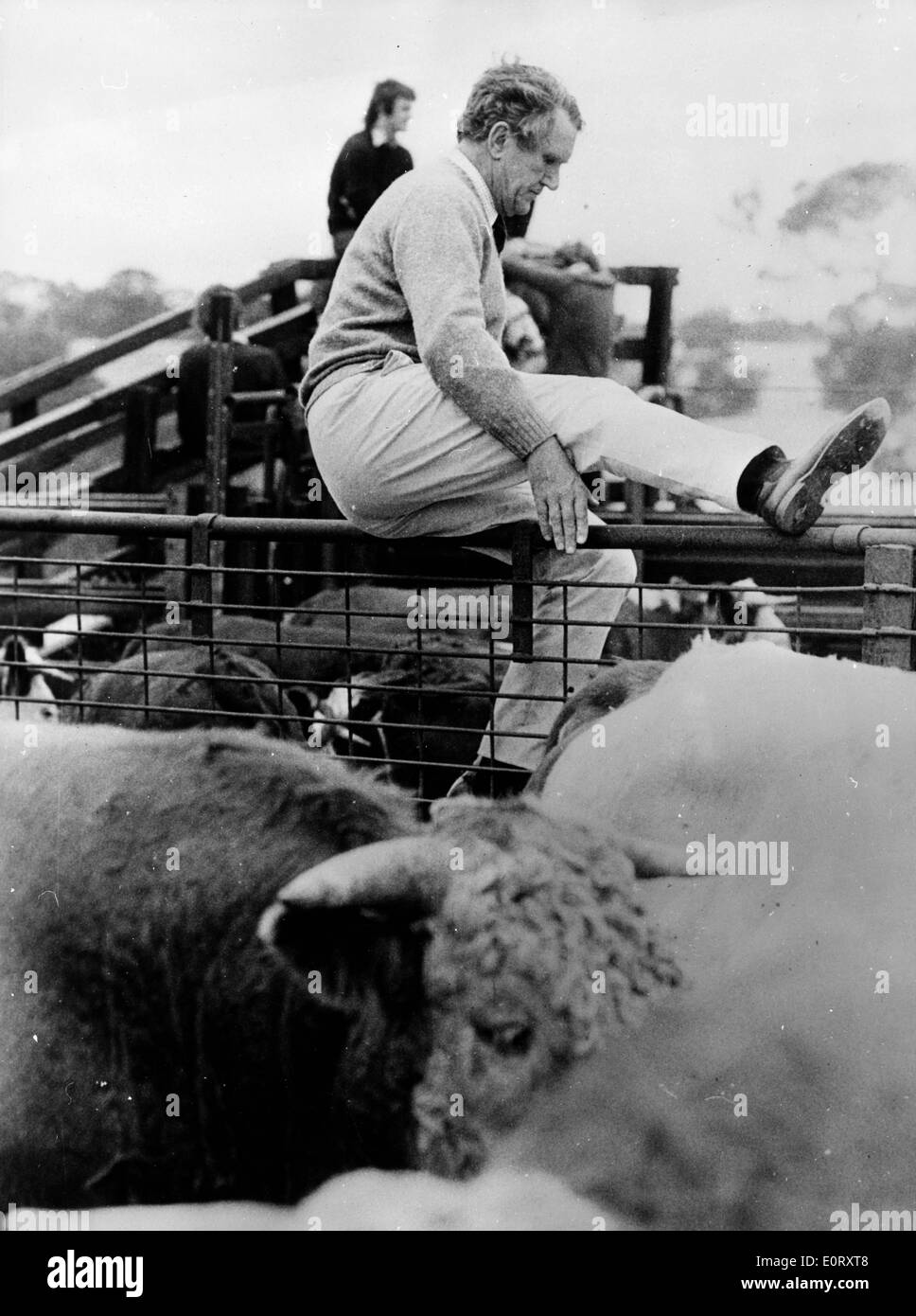 Premierminister Malcolm Fraser an Rinder Verkauf Stockfoto