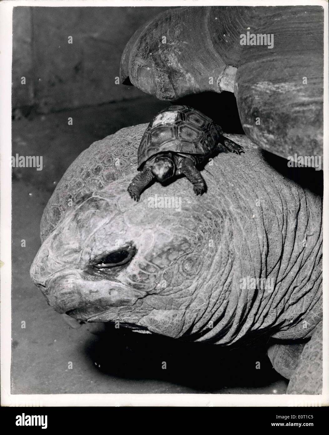 8. Juni 1960 - Diminutiv Giant Tortoise - im The Londoner Zoo: die neueste Ergänzung zur Ausstellung im Londoner von ist ein Diminutiv Riesenschildkröte - was ist über ein Jahr alt - und die vier Zoll messen. Er trat drei vier alte Riesenschildkröte Sham - Ham und Japhert vor zwei Monaten von der Regierung der Seychellen vorgestellt. Bild zeigt: Das Baby Riesenschildkröte gesehen auf den Kopf des '' Marmaduke'' - eine Riesenschildkröte, die geglaubt wird, um BL 100 Jahre alt werden - im London Zoo heute. Stockfoto