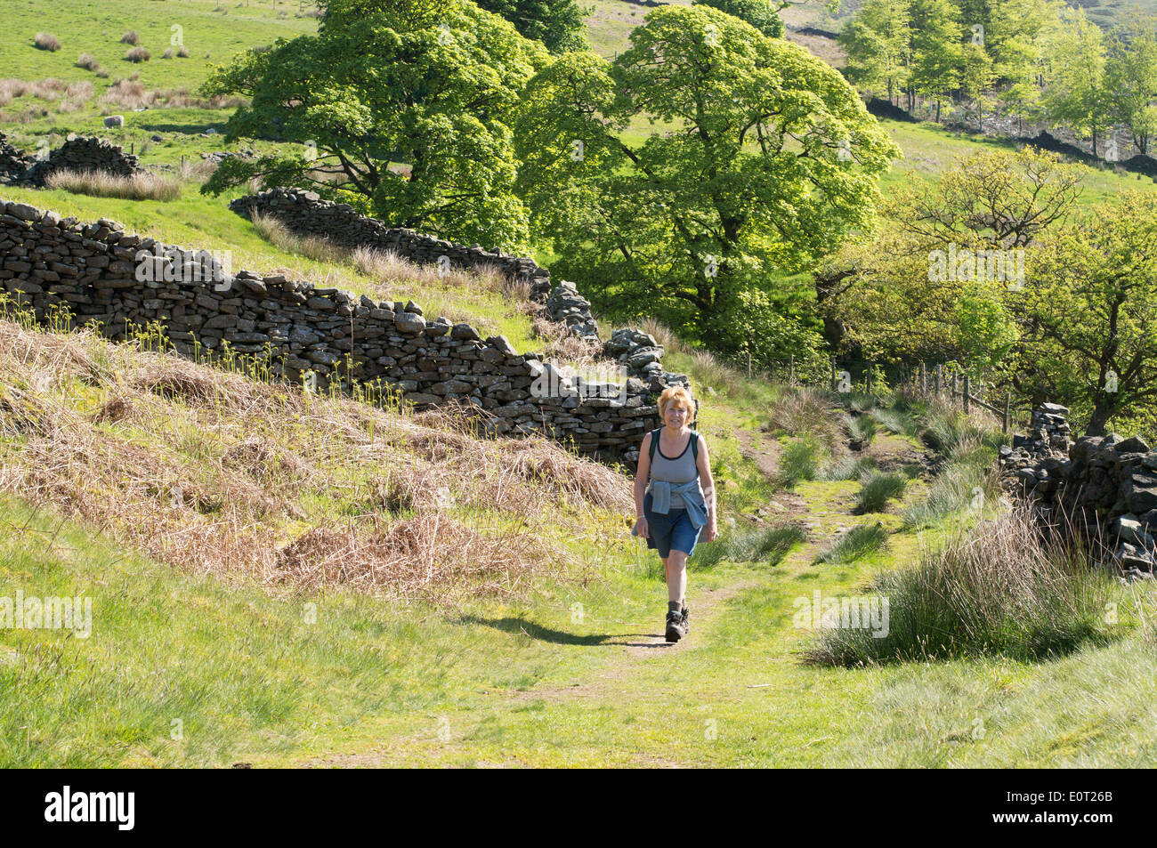 Reife Frau Wanderer zu Fuß auf Pendle Hill in der Nähe von Sabden, Lancashire, England, Großbritannien Stockfoto