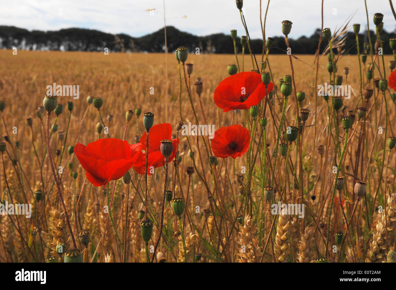 Weizen Feld rote Mohnblumen Mohn Köpfe Stockfoto