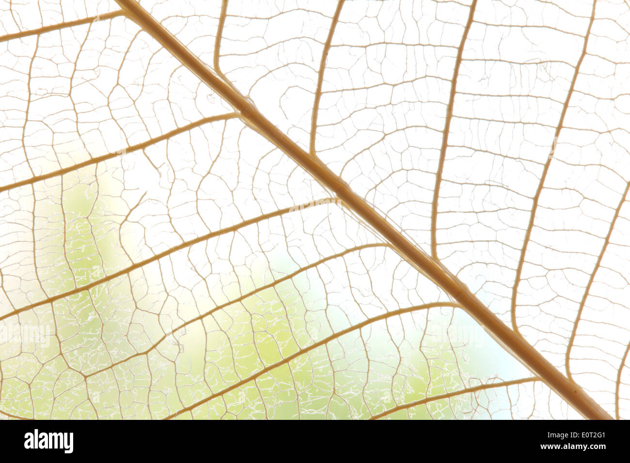 Getrocknete Blätter abstrakten floralen Hintergrund Konzept Stockfoto