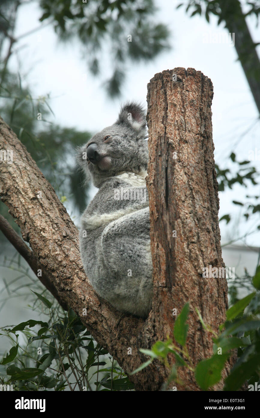 Captive Koala in Wild Life Sydney Zoo (ehemals Sydney Wildlife World) in Darling Harbour, Australien. Stockfoto