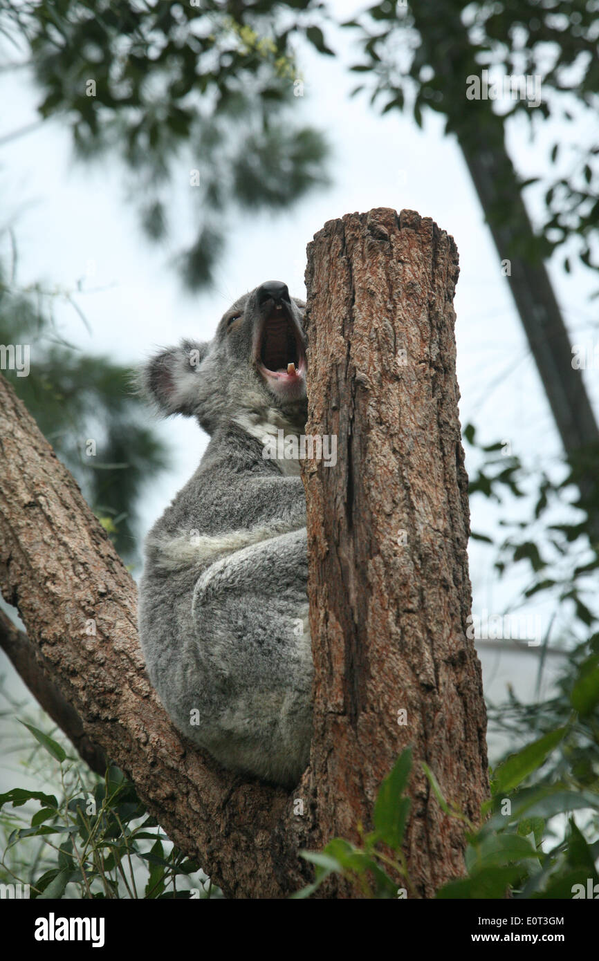 Captive Koala in Wild Life Sydney Zoo (ehemals Sydney Wildlife World) in Darling Harbour, Australien. Stockfoto