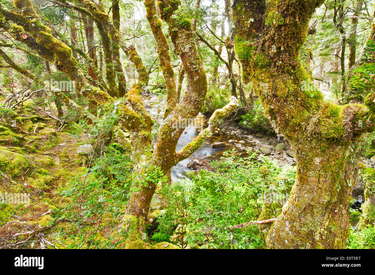 Zauberwald am Cradle Mountain. Stockfoto
