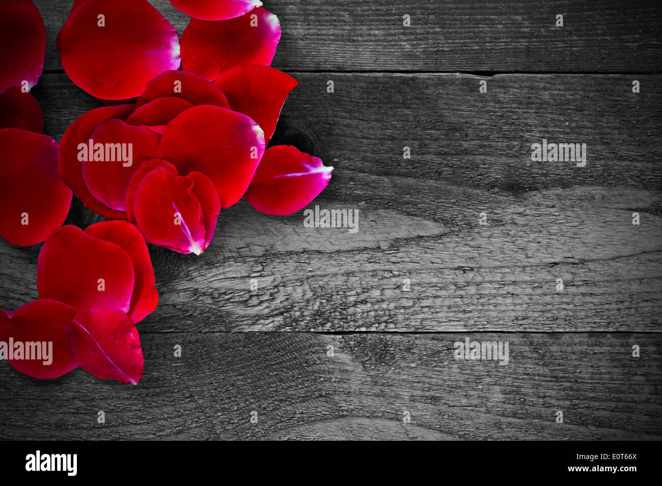 Rote Rosenblüten auf einem rustikalen hölzernen Hintergrund Stockfoto