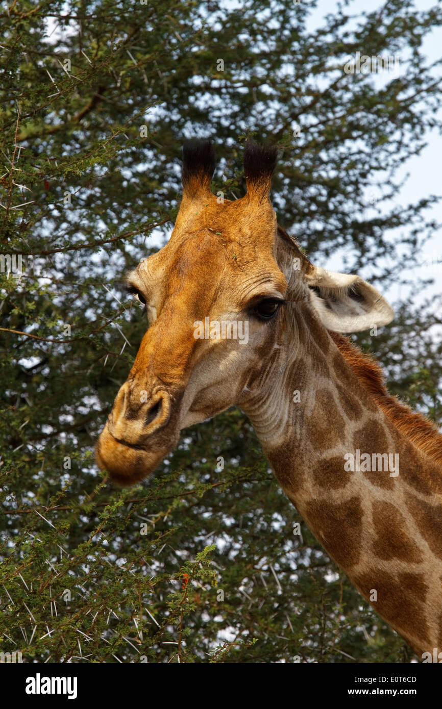 Leiter des Cape Giraffe (Giraffa Giraffe Giraffa) Essen, Krüger  Nationalpark, Südafrika Stockfotografie - Alamy