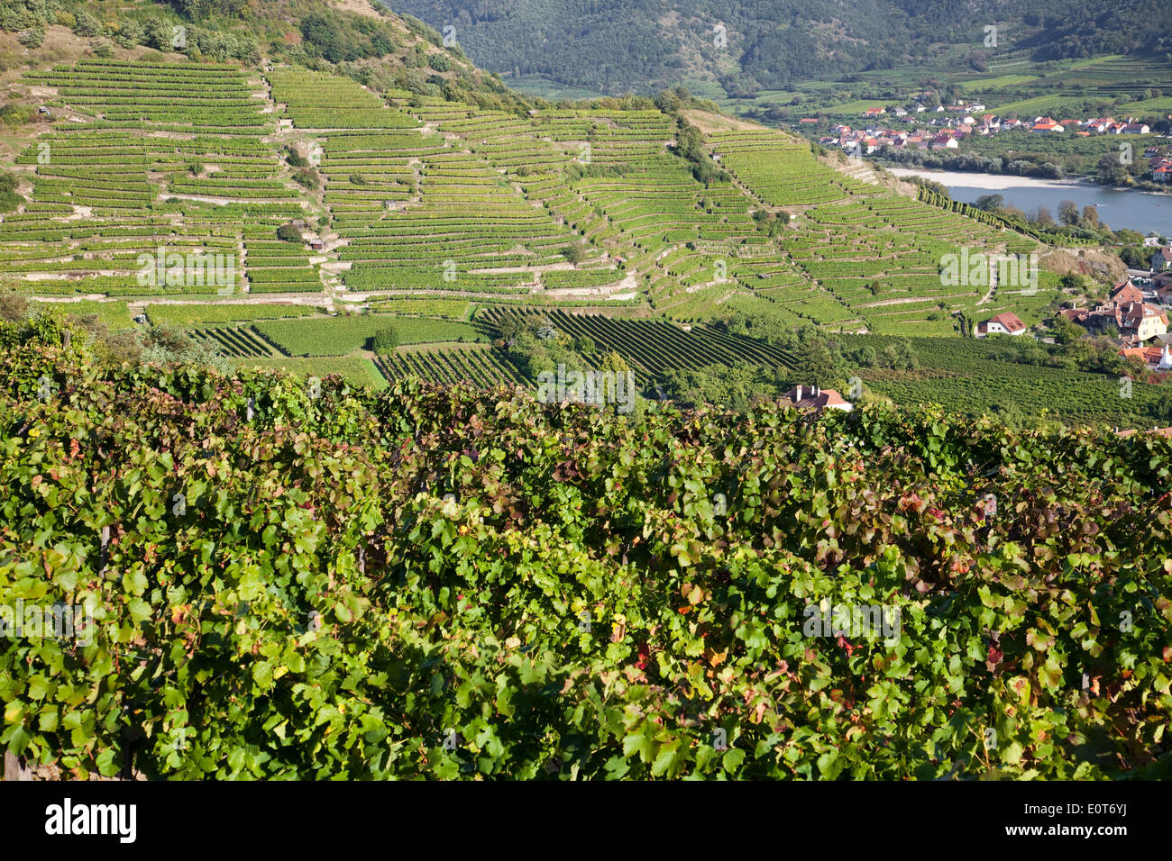 Weinberg, Weinstöcke in der Wachau, Niederösterreich, Österreich - Weinberg, Österreich, Wachau Region Stockfoto