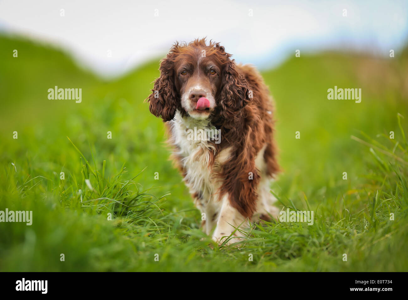 Schuss von Rassehund. An einem sonnigen Sommertag draußen gebracht. Stockfoto
