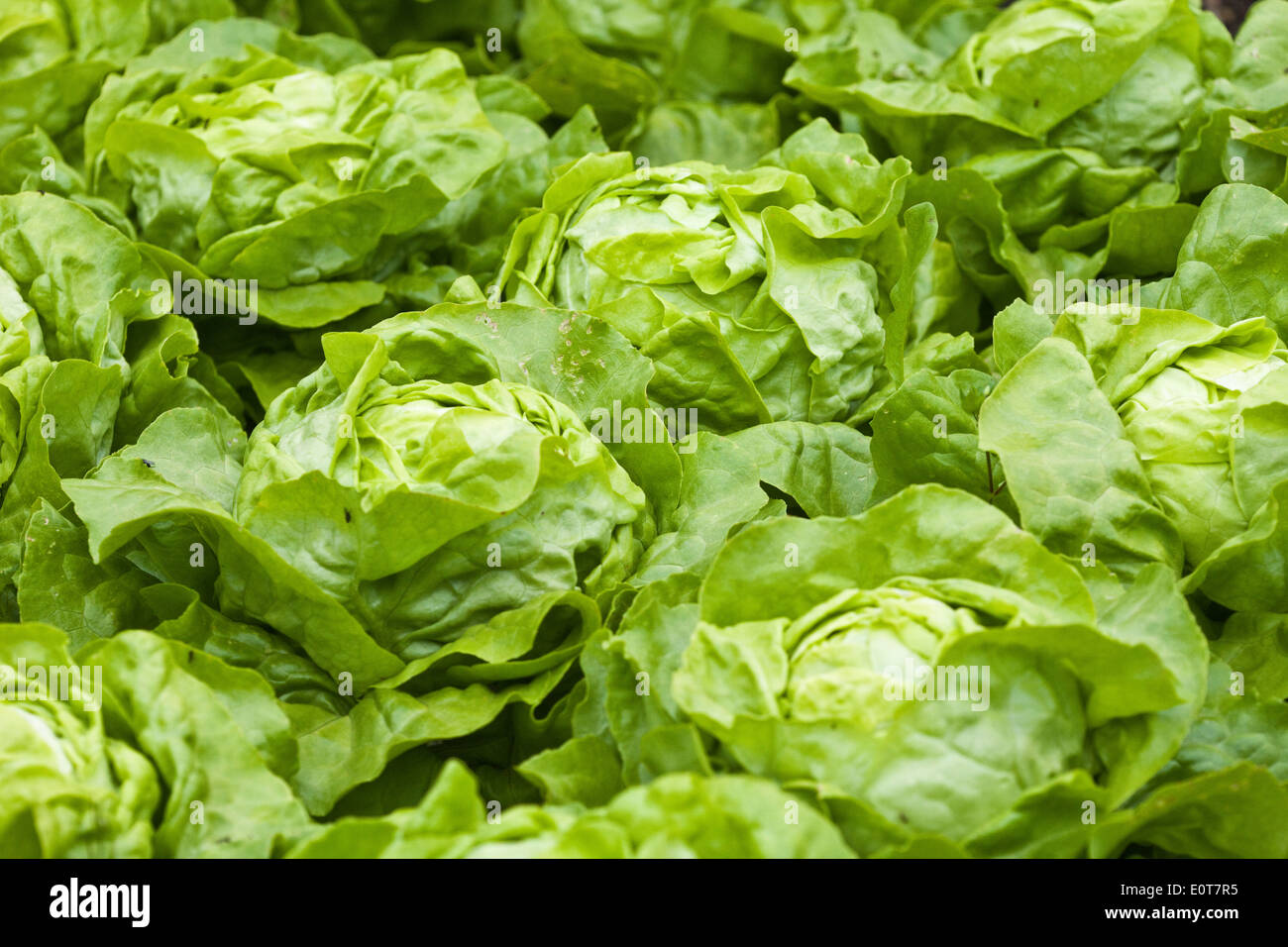 Salat - Salat Stockfoto
