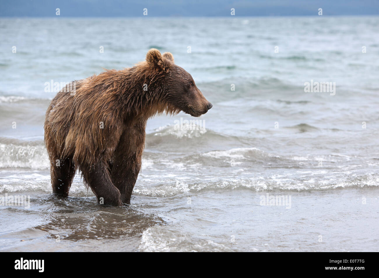 Fang von Fischen im See Kurilen Braunbär Stockfoto