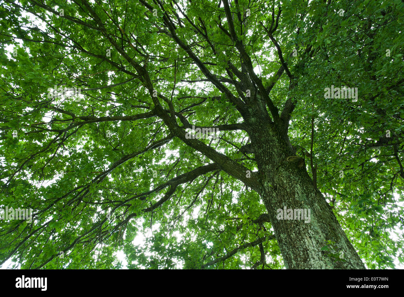 Laubbaum, Baumkrone - breitblättrig Baum, Baumkrone Stockfoto