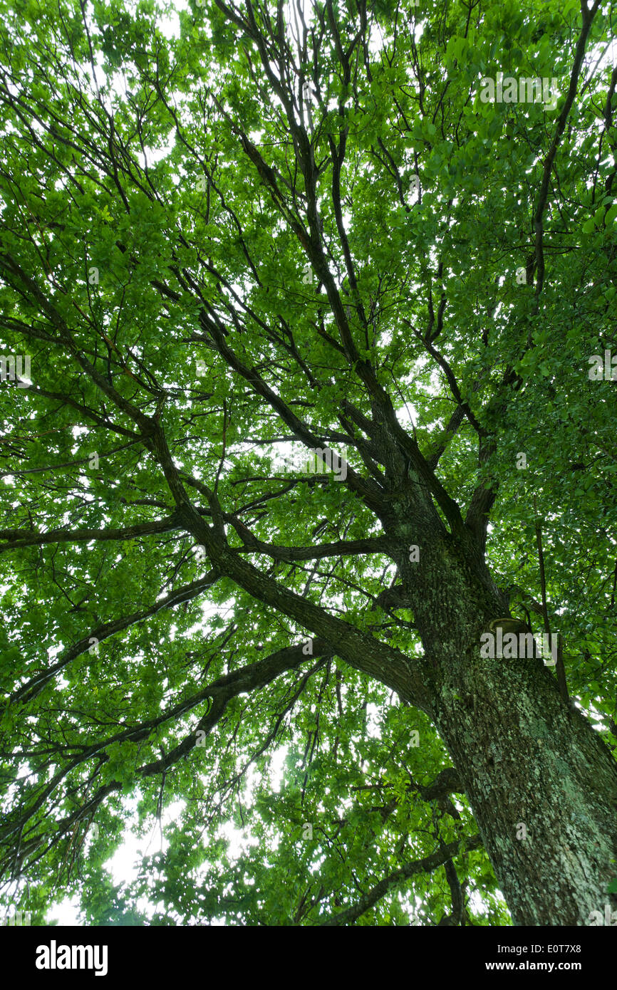 Laubbaum, Baumkrone - breitblättrig Baum, Baumkrone Stockfoto