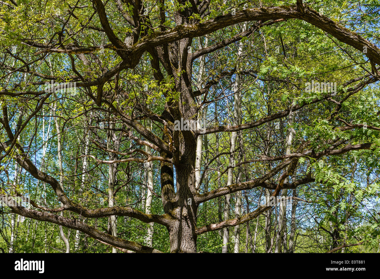 Weitverzweigt Krone einer Eiche im Frühjahr Holz Stockfoto
