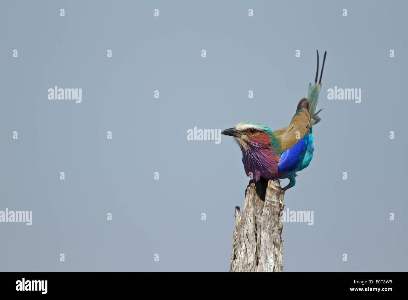 Lilac-breasted Roller (Coracias Caudatus SSP Caudatus), Krüger Nationalpark, Südafrika Stockfoto