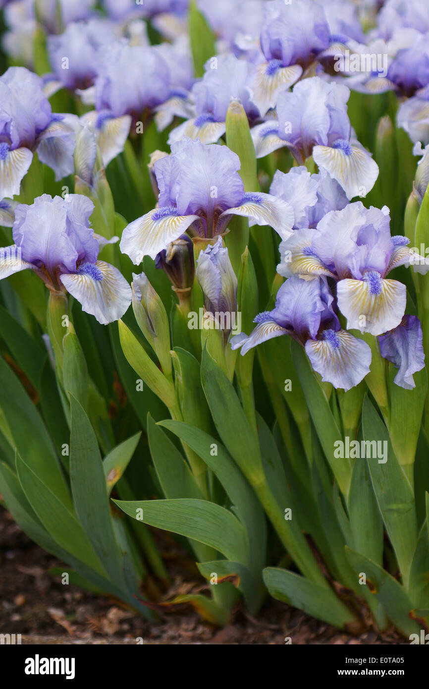 Blassen lila Iris Blumen Stockfoto
