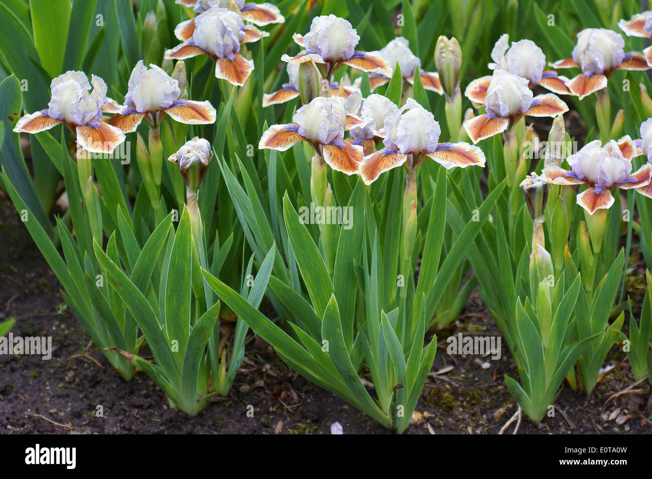 Mehrfarbige Iris Blumen Stockfoto