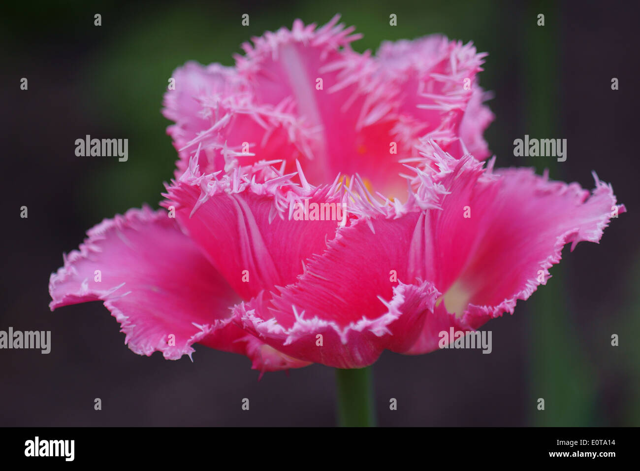 Rosa Tulpe mit gezackten Blütenblatt Felgen hautnah Stockfoto
