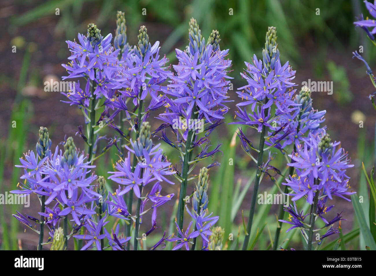 Camassia Cusickii Cussick Camas Blumen blühen Stockfoto