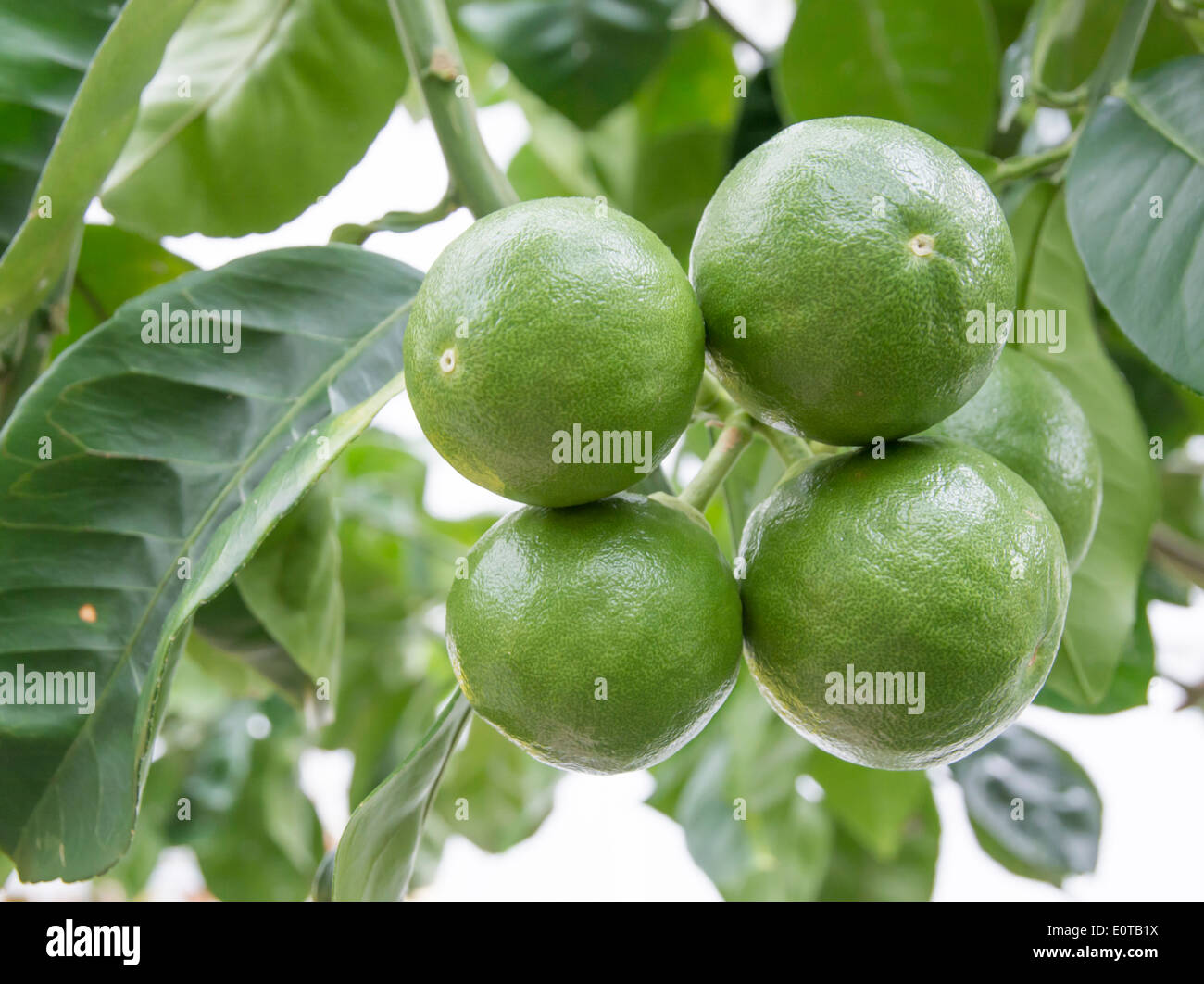 Frische grüne Limette Früchte Reifen an einem Baum. Stockfoto