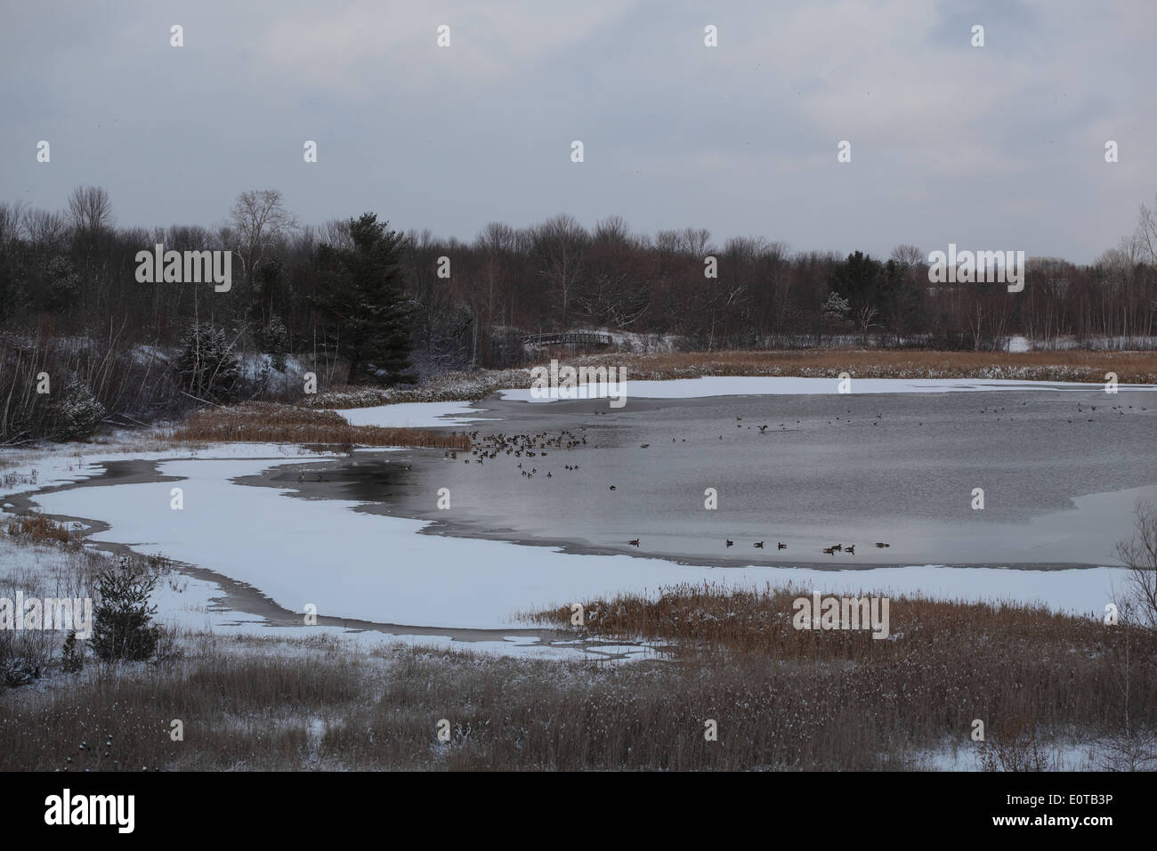 Kanadagans im Winter Teich bei Bruce Grube Park Nepean Ontario Canada 23. November 2013 Stockfoto