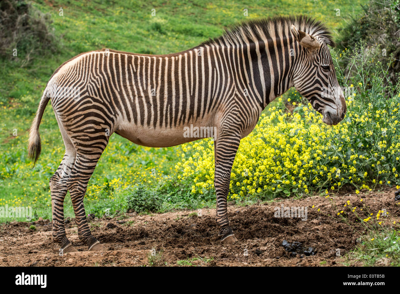 Grévy Zebras / imperial Zebra (Equus Grevyi) stammt aus Kenia und Äthiopien Stockfoto