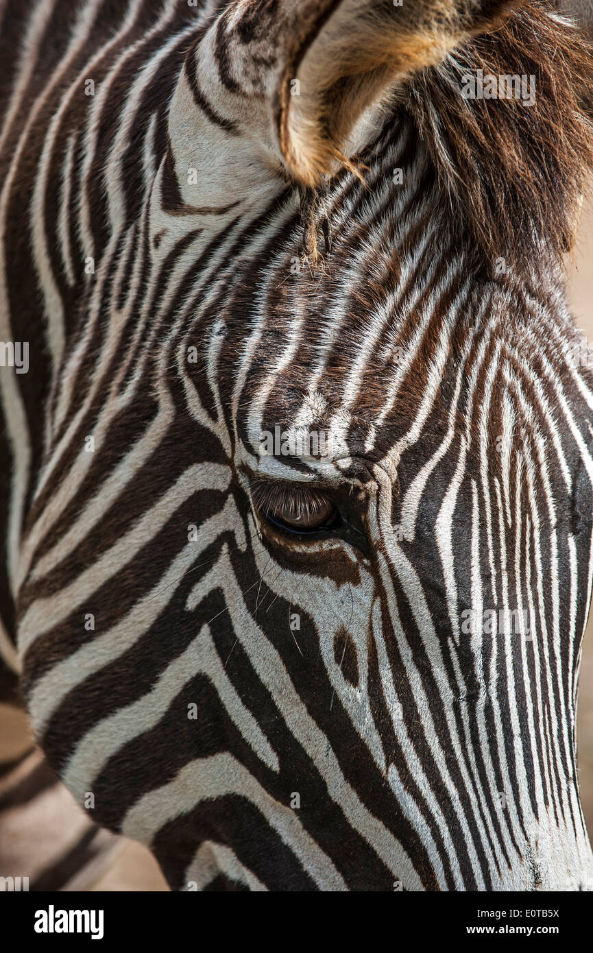 Nahaufnahme des Kopfes und Streifen Grévy Zebras / imperial Zebra (Equus Grevyi) stammt aus Kenia und Äthiopien Stockfoto