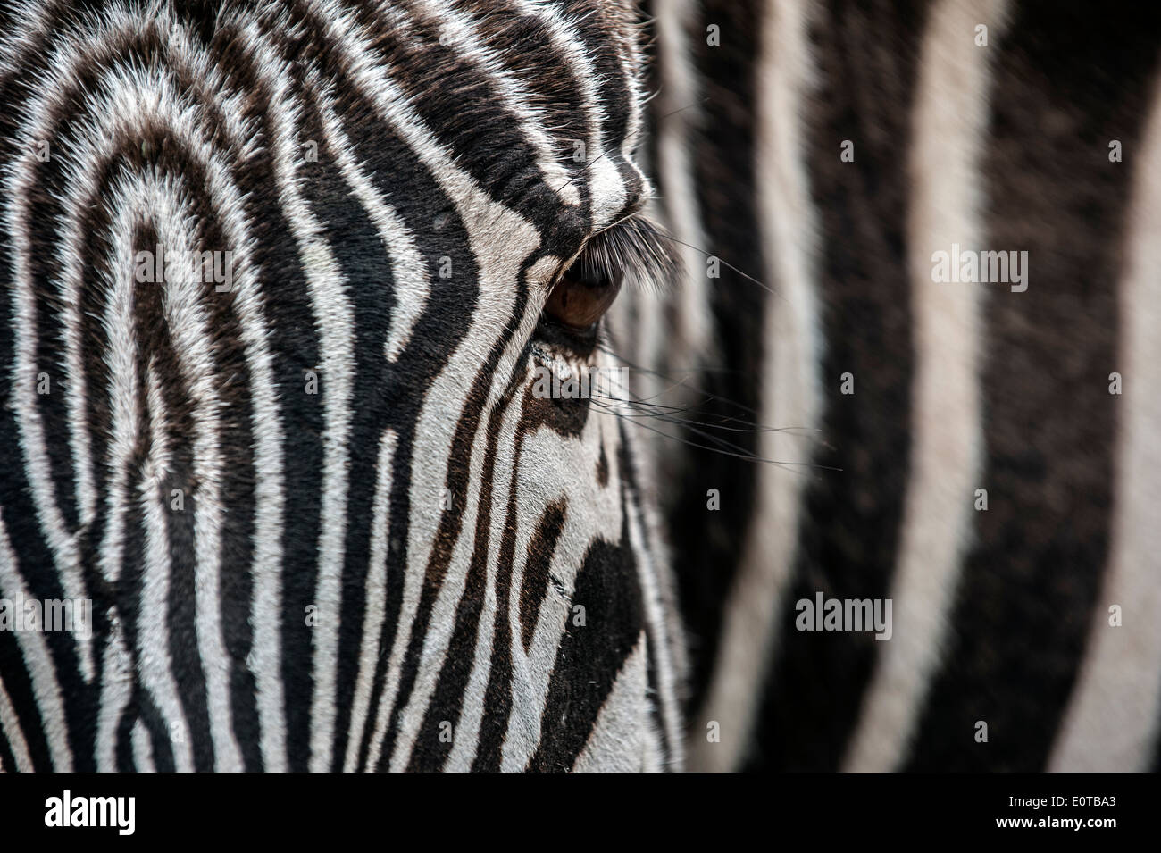 Nahaufnahme des Kopfes und Streifen Grévy Zebras / imperial Zebra (Equus Grevyi) stammt aus Kenia und Äthiopien Stockfoto