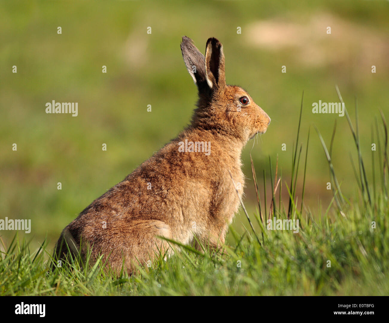 Irische Hase Stockfoto